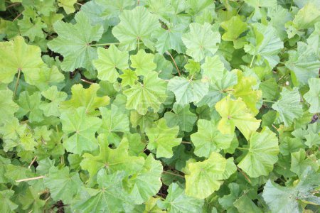 mallow (Malva sylvestris) herb  in spring