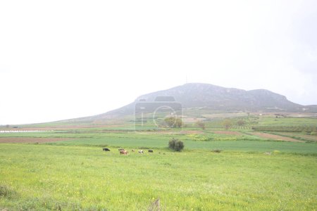 paysage avec des vaches dans le champ