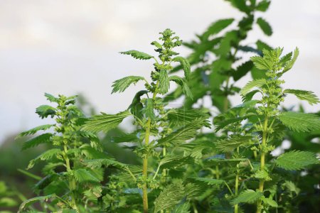 close up of nettle in a garden