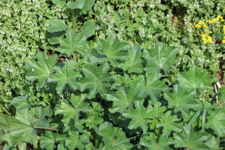 mallow (Malva sylvestris) herb in spring