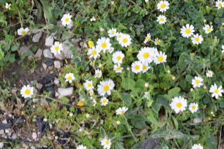  Bellis daisies (Bellis perennis) blüht im Frühling