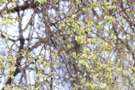Árbol de olmo alzado (Ulmus minor subsp. canescens) a principios de primavera