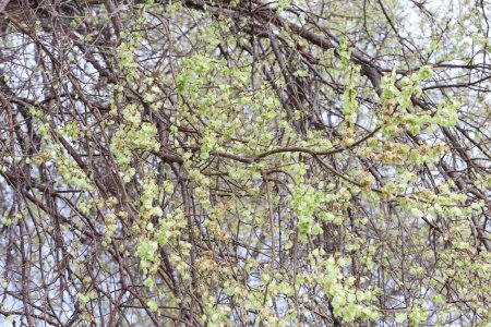 Árbol de olmo alzado (Ulmus minor subsp. canescens) a principios de primavera