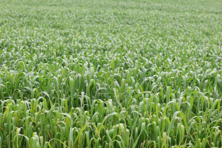 campo de trigo verde en primavera