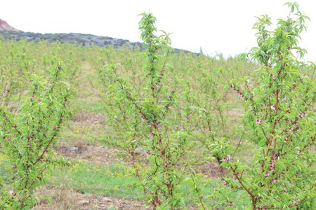 peach orchard with fresh leaves in spring