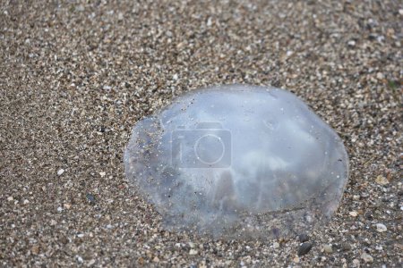 dead jelly fish on the beach