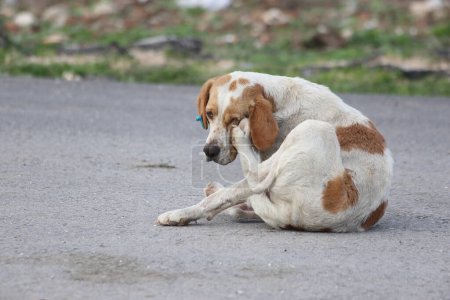 stray dogs lying in the street
