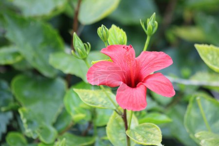red hibiscus flowers in early spring