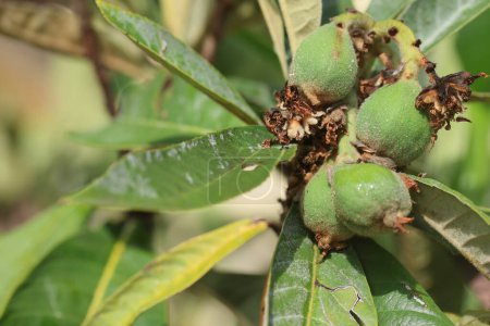 green loquat fruits in spring