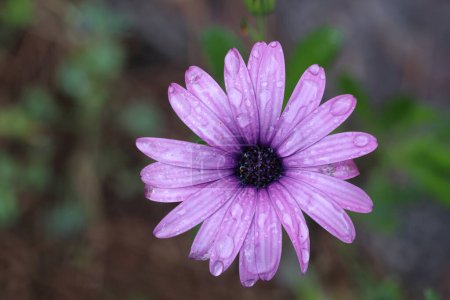 pink Dimorphotheca ecklonis, also known as Cape marguerite on a rainy day