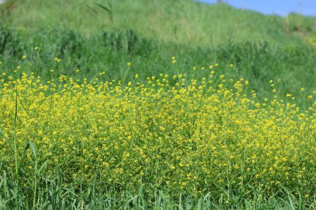 Photo for Charlock mustard or wild mustard (Rhamphospermum arvense) in meadow - Royalty Free Image