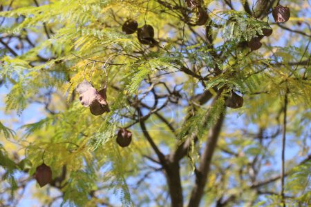 seed pods of Jacaranda tree