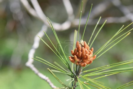 Unreife männliche Blütenstaub tragende (Staminat-) Zapfen der türkischen Kiefer (Pinus brutia)) 