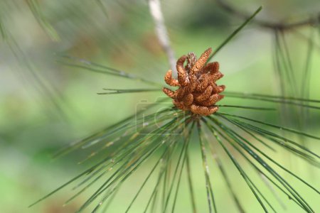 Unreife männliche Blütenstaub tragende (Staminat-) Zapfen der türkischen Kiefer (Pinus brutia)) 