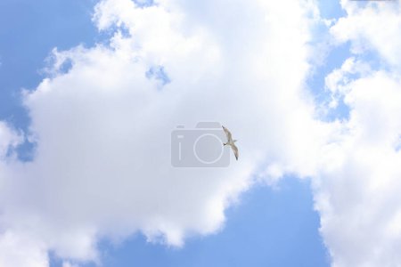 Möwen fliegen in den Himmel