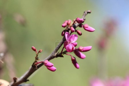 flores de Cercis siliquastrum (árbol de Judas) en primavera