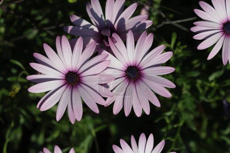 pink Dimorphotheca ecklonis, also known as Cape marguerite 