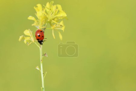 ein Marienkäfer (Marienkäfer) auf gelber Blüte