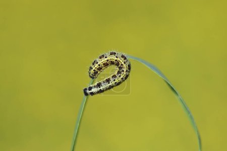 Larvae of large white butterfly 