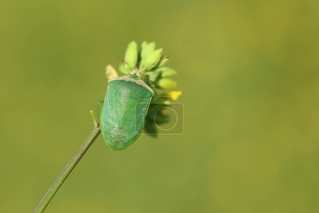 Nezara viridula es un insecto apestoso que alimenta las plantas