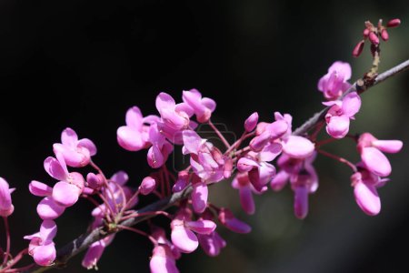 flores de Cercis siliquastrum (árbol de Judas) en primavera