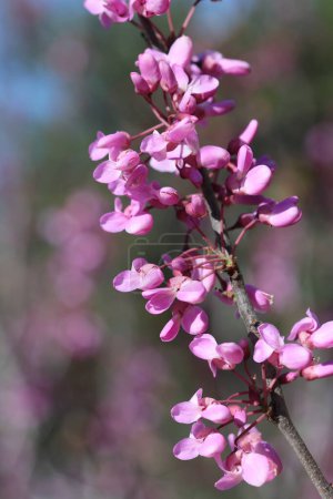 Blüten des Cercis siliquastrum (Judasbaum) im Frühling