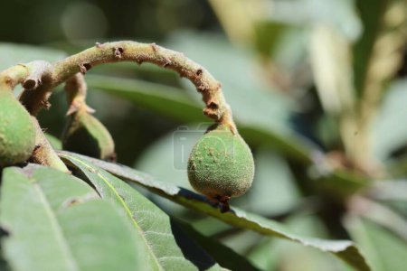 green loquat fruits in spring