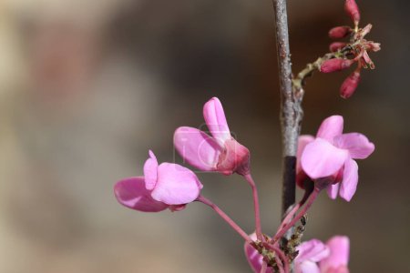 Blüten des Cercis siliquastrum (Judasbaum) im Frühling