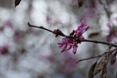 blossoms of Cercis siliquastrum (Judas tree) in spring