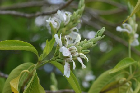 blooms of adhatoda vasica in spring
