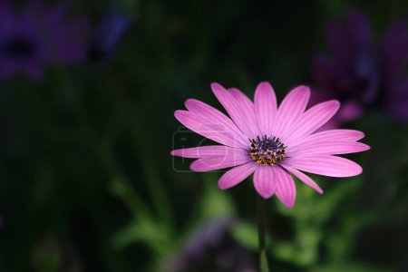 pink Dimorphotheca ecklonis, also known as Cape marguerite 