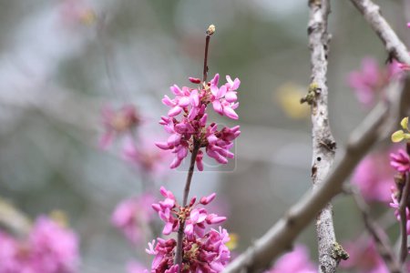blossoms of Cercis siliquastrum (Judas tree) in spring
