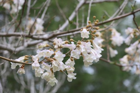  paulownia blooms in spring time