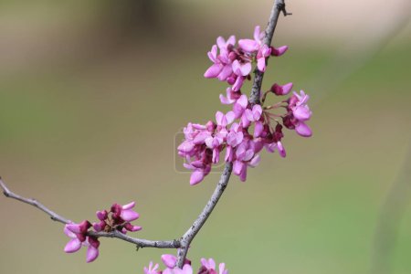 fleurs de Cercis siliquastrum (Judas) au printemps