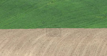 Weizenfeld und gepflügtes Feld