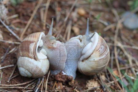 copulating snails in spring time