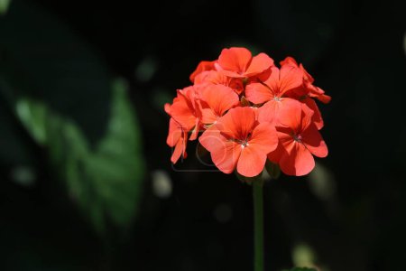 scarlet geranium (pelargonium inquinans) flower