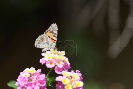 Dame Peinte (Vanessa cardui) papillon sur une fleur