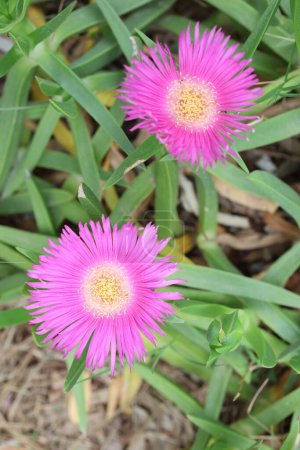 Carpobrotus dimidiatus (commonly known as Natal sourfig) is a succulent perennial of the family