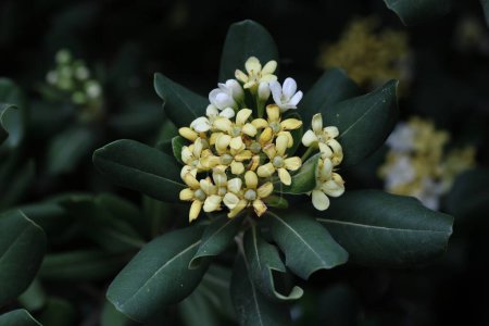 Blüten des japanischen Käseholzes (Pittosporum tobira)