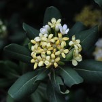 Flowers of Japanese cheesewood (Pittosporum tobira) plant