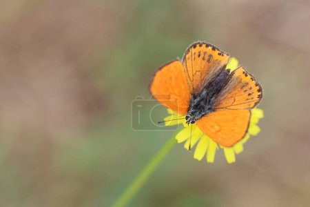 Lycaena phlaeas papillon est un papillon de la famille des Lycaenidés
