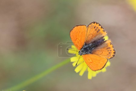 Lycaena phlaeas butterfly is a butterfly of the Lycaenids butterfly family