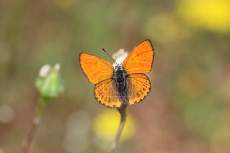 Lycaena phlaeas Schmetterling ist ein Schmetterling aus der Familie der Lycaeniden-Schmetterlinge