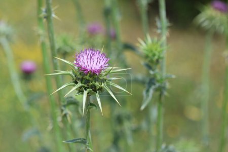 Photo for Thistle is the common name of a group of flowering plants characterised by leaves with sharp prickles on the margins - Royalty Free Image