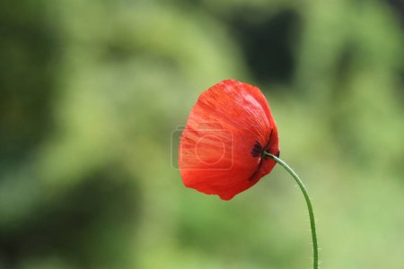 an isolated red poppy in the field