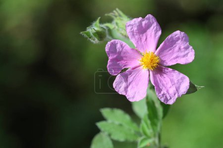 Photo for Cistus creticus is a species of shrubby plant in the family Cistaceae. - Royalty Free Image