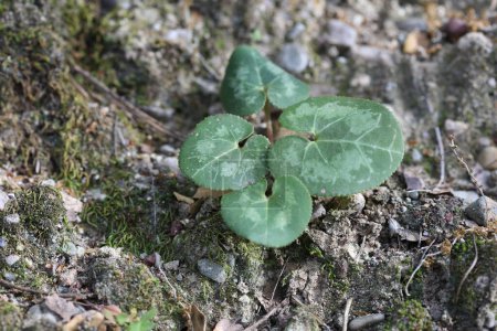 persian cyclamen growing on the stone in forest
