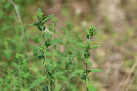 Photo for Wild thyme species in nature - Royalty Free Image