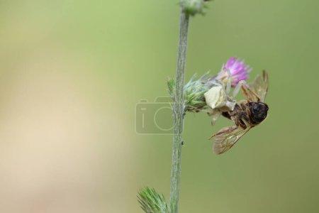 Mistspinne jagte eine Biene